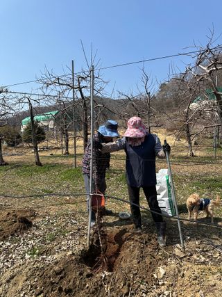 바람소리님의 기타작물 · 영농일지 작성글 사진