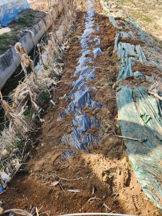 정조연님의 기타작물 · 영농일지 작성글 사진