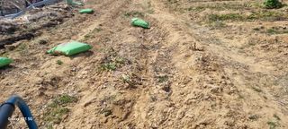 감자5892님의 기타작물 · 영농일지 작성글 사진