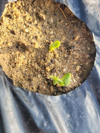 알렉산더님의 기타작물 · 영농일지 작성글 사진