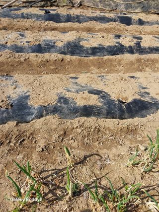 이름김지연님의 기타작물 · 영농일지 작성글 사진