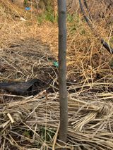 팜모닝 기타작물·영농일지 게시글 이미지