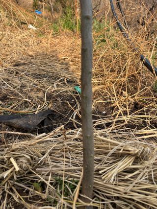 백민곤님의 기타작물 · 영농일지 작성글 사진