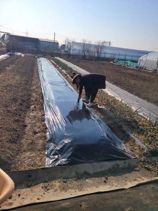 노경자님의 감자 · 영농일지 작성글 사진