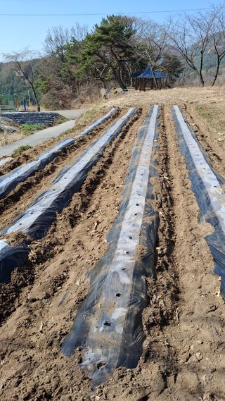 이병찬님의 감자 · 영농일지 작성글 사진