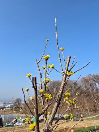 소병찬님의 양파 · 영농일지 작성글 사진