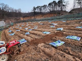 조선된장님의 감자 · 영농일지 작성글 사진