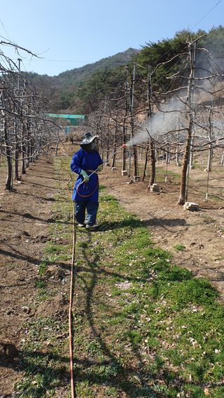 강영석님의 사과 · 영농일지 작성글 사진