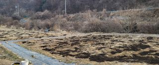 고구마15091님의 옥수수 · 영농일지 작성글 사진