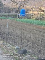 팜모닝 들깨·영농일지 게시글 이미지