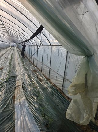 스마일농장홍근영님의 토마토 · 영농일지 작성글 사진