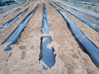 조선된장님의 감자 · 영농일지 작성글 사진