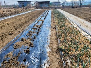 노경자님의 감자 · 영농일지 작성글 사진