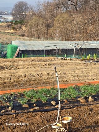 소병찬님의 양파 · 영농일지 작성글 사진