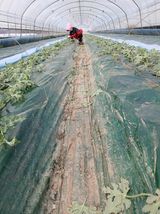 팜모닝 기타작물·영농일지 게시글 이미지