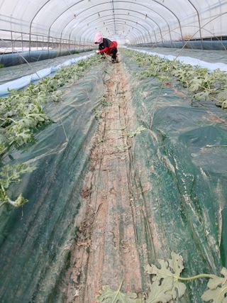 Smy1245678님의 기타작물 · 영농일지 작성글 사진