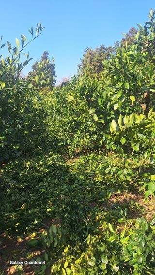 송임철님의 기타작물 · 영농일지 작성글 사진