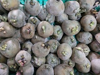 노경자님의 감자 · 영농일지 작성글 사진