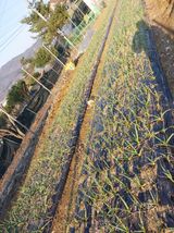 팜모닝 기타작물·영농일지 게시글 이미지