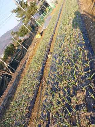 금복주님의 기타작물 · 영농일지 작성글 사진