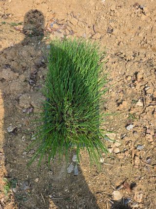 뚜벅이님의 기타작물 · 영농일지 작성글 사진