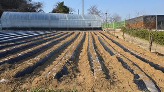 정태권님의 감자 · 영농일지 작성글 사진