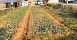 김동제님의 양파 · 영농일지 작성글 사진