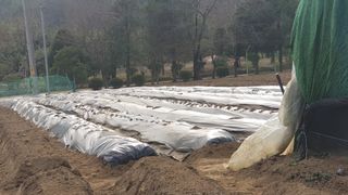 이경옥님의 기타작물 · 영농일지 작성글 사진