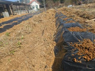 호박12662님의 기타작물 · 영농일지 작성글 사진