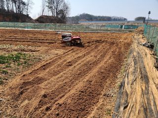 조선된장님의 감자 · 영농일지 작성글 사진