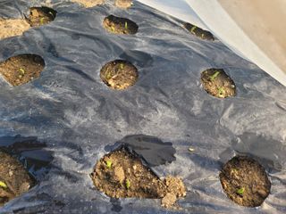 알렉산더님의 기타작물 · 영농일지 작성글 사진