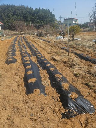 호박12662님의 기타작물 · 영농일지 작성글 사진