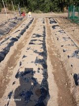 팜모닝 기타작물·영농일지 게시글 이미지