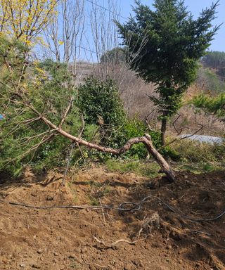 멧돼지님의 기타작물 · 영농일지 작성글 사진