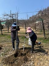 팜모닝 기타작물·영농일지 게시글 이미지