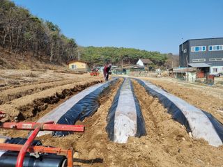 원인호님의 감자 · 영농일지 작성글 사진