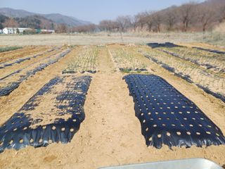 남궁봉님의 기타작물 · 영농일지 작성글 사진