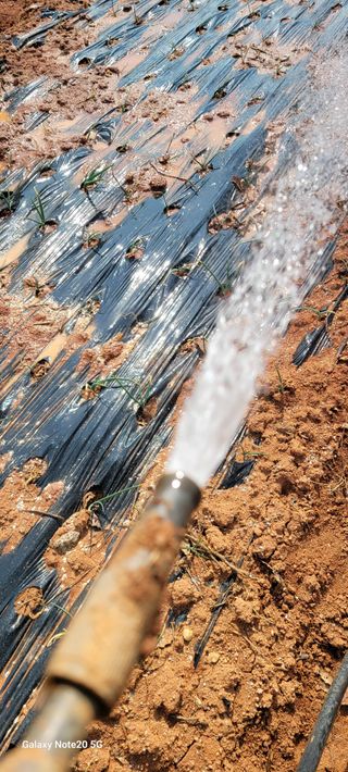 김동제님의 양파 · 영농일지 작성글 사진