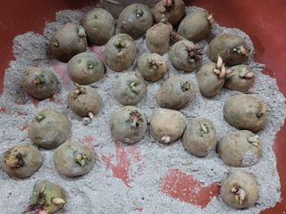 노경자님의 감자 · 영농일지 작성글 사진