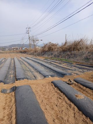백영호님의 기타작물 · 영농일지 작성글 사진