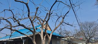 김윤철님의 감 · 영농일지 작성글 사진