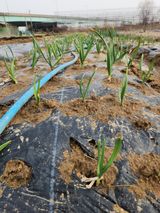 팜모닝 기타작물·영농일지 게시글 이미지