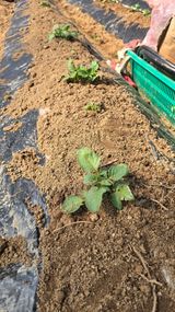 팜모닝 감자·영농일지 게시글 이미지