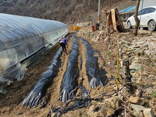 김주희님의 기타작물 · 영농일지 작성글 사진