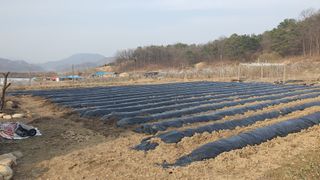 이춘기님의 감자 · 영농일지 작성글 사진