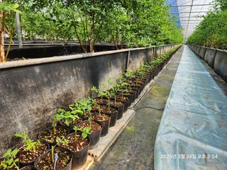 고흥아이베리팜님의 기타작물 · 영농일지 작성글 사진