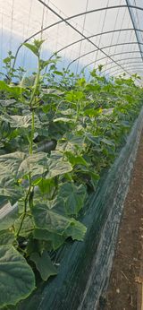 팜모닝 오이·영농일지 게시글 이미지