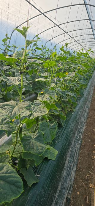 조영숙님의 오이 · 영농일지 작성글 사진