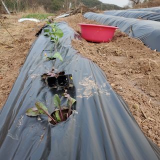 정연섭님의 기타작물 · 영농일지 작성글 사진