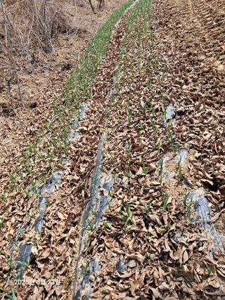 노재영님의 기타작물 · 영농일지 작성글 사진